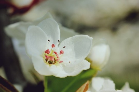 梨花