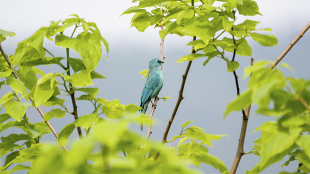 銅藍(lán)鹟鳥(niǎo)