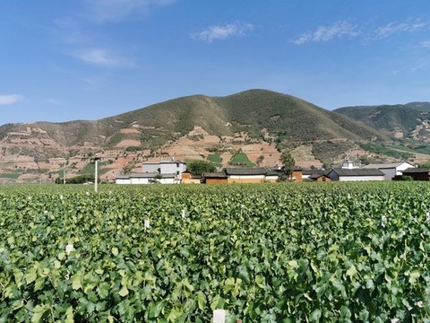 葡萄種植基地