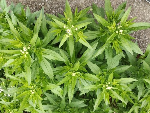 綠色野草