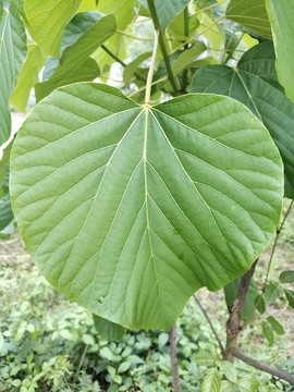 油桐樹(shù)葉