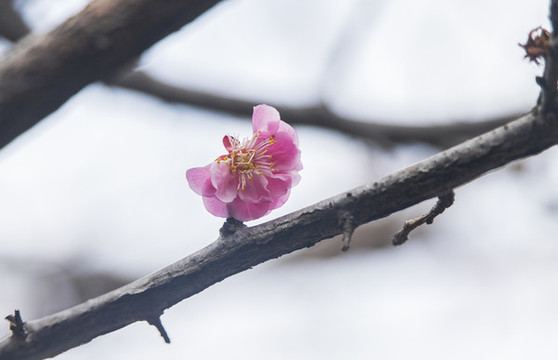 半朵桃花