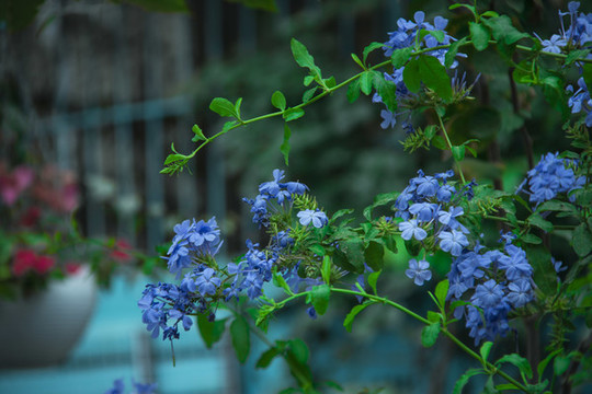 藍(lán)花