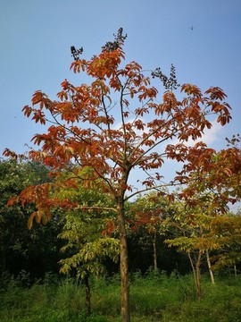 春天嫩葉