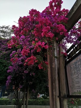 三角梅
