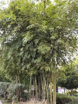 竹子