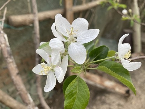 海棠花