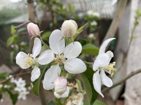 海棠花