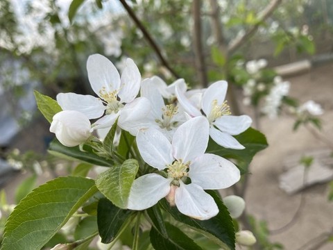海棠花