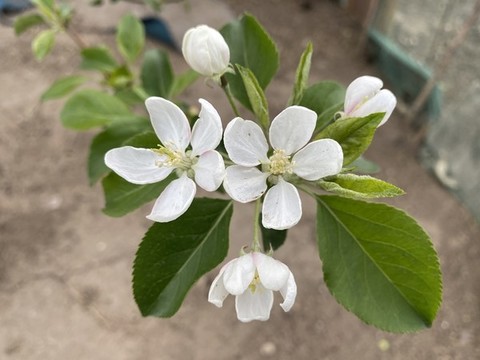 海棠花