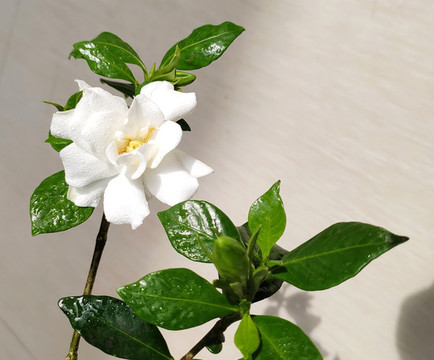 梔子花