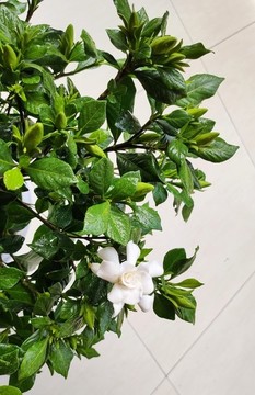 梔子花