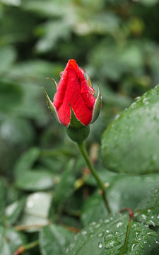 雨后紅蕾