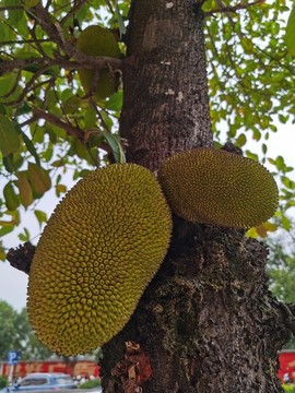 新鮮菠蘿蜜樹上菠蘿蜜