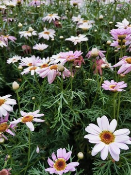 小花木茼蒿