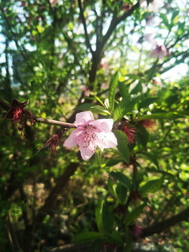 桃花
