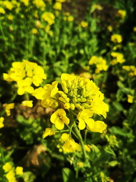 油菜花