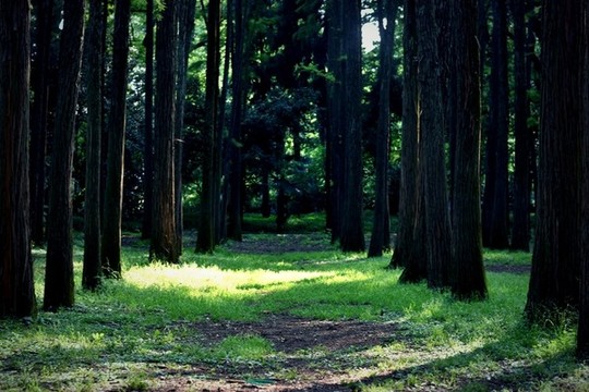 樹林