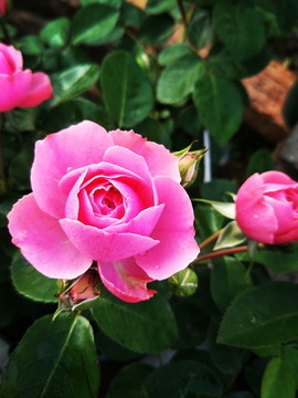 月季花