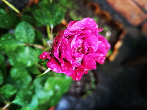 月季花