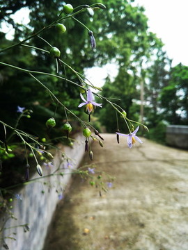 山間野花