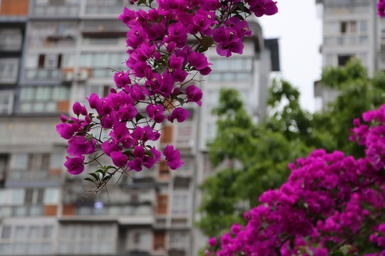 花束