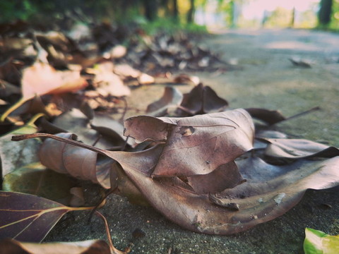 枯葉
