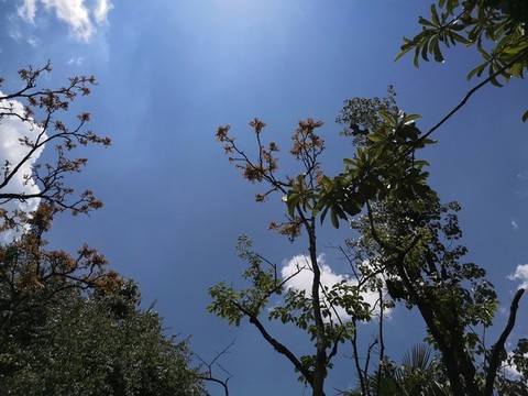 樹林中的天空