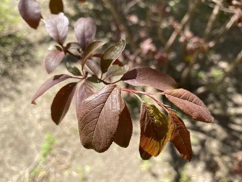 紫葉李