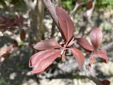 紫葉李