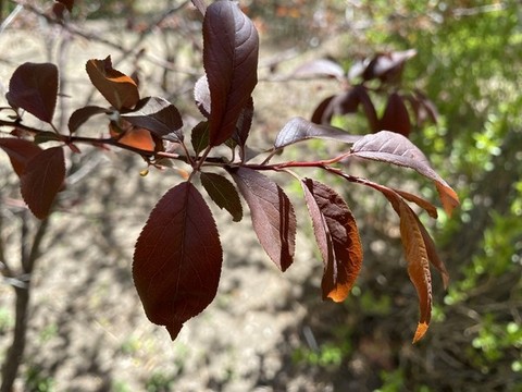 紫葉李