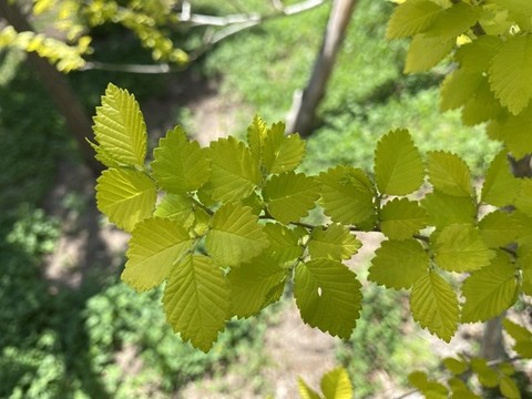 中華金葉榆