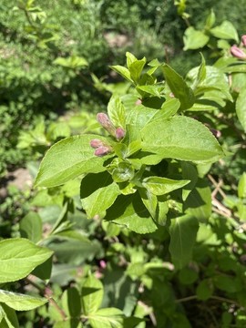錦帶花
