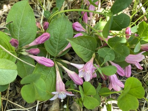 錦帶花