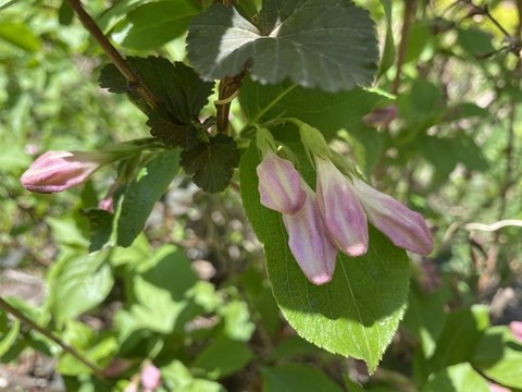錦帶花