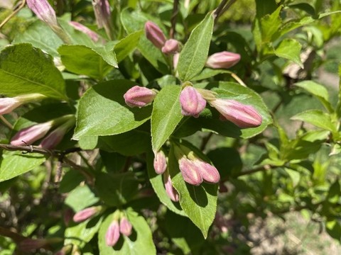 錦帶花