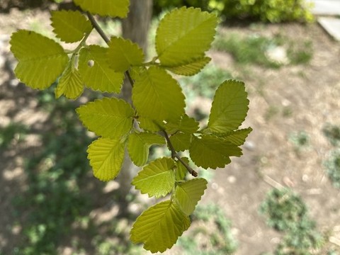 中華金葉榆