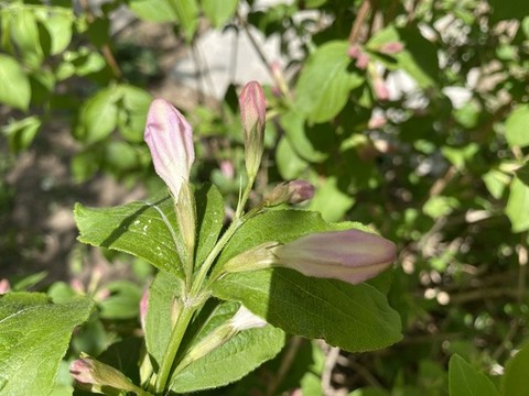 錦帶花