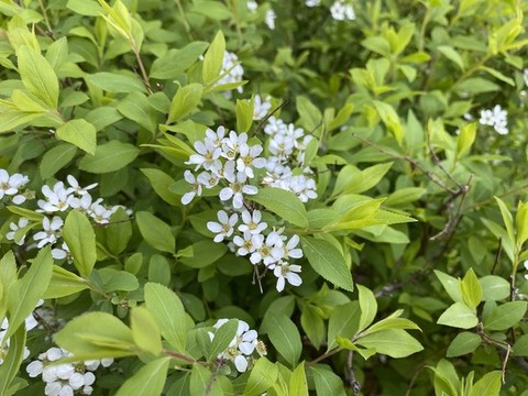 珍珠繡線菊
