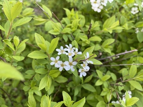 珍珠繡線菊