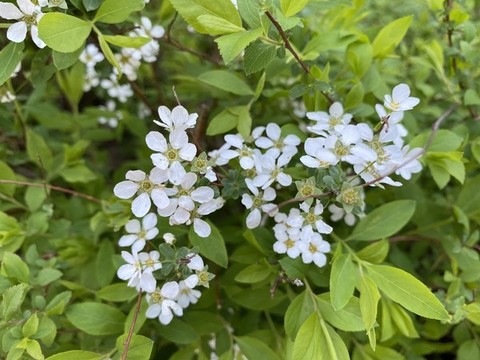 珍珠繡線菊