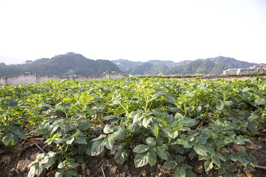 土豆種植