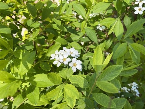 珍珠繡線菊