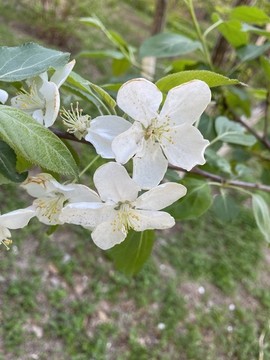 山荊子