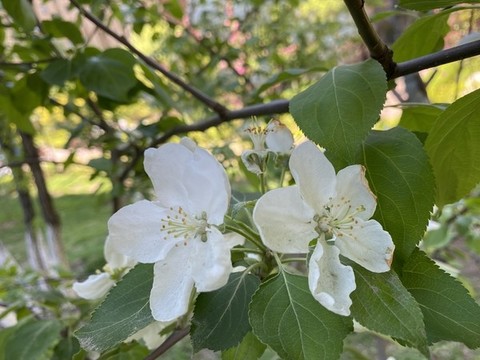 山荊子花