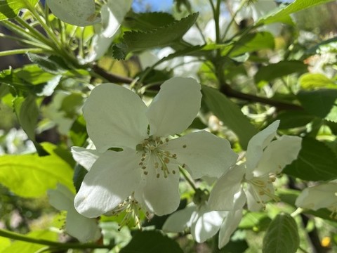 山荊子花