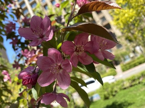 海棠花