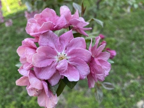 海棠花