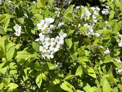 珍珠繡線菊