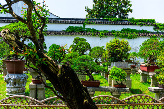 蘇州拙政園盆景